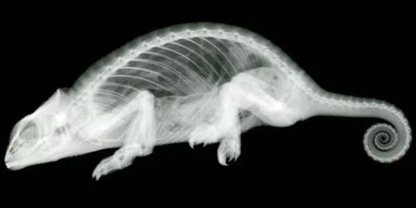 Imagens de Raios-X Viram Arte nas Mãos de Nick Veasey