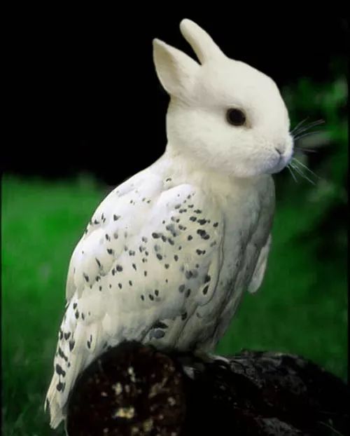 Imagem de análise técnica