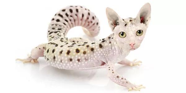 30 Animais Incríveis Criados por Foto Manipulação