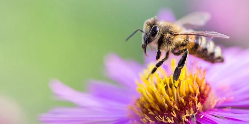 Lentes Sigma Macro para Câmeras Canon EOS