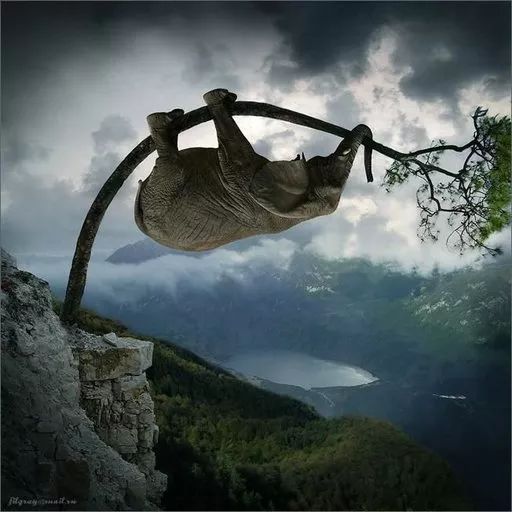 bonus incrivel elefante