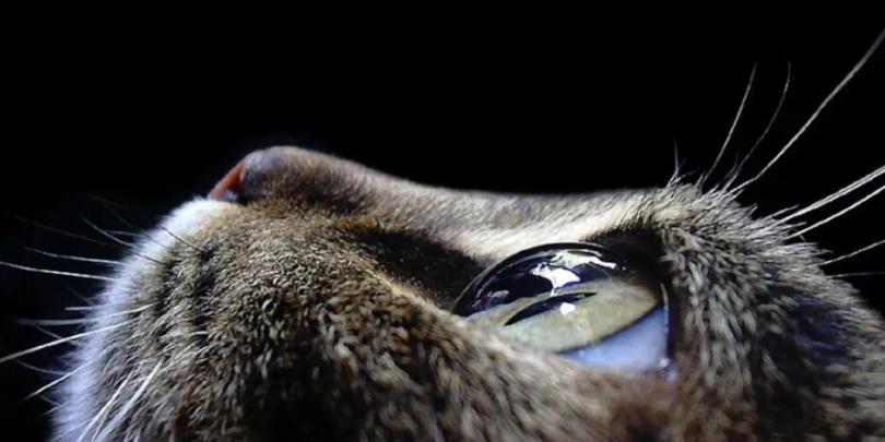 Qual é a Melhor Câmera para Fotografia Macro?