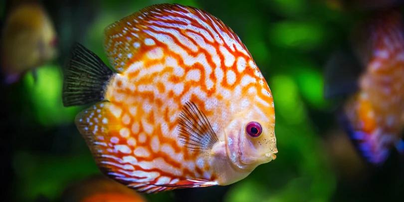 Vender Fotos Online – Descubra Como!