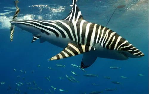 Imagem de análise técnica