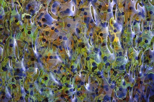 Prêmios de Fotografia da Vida Selvagem