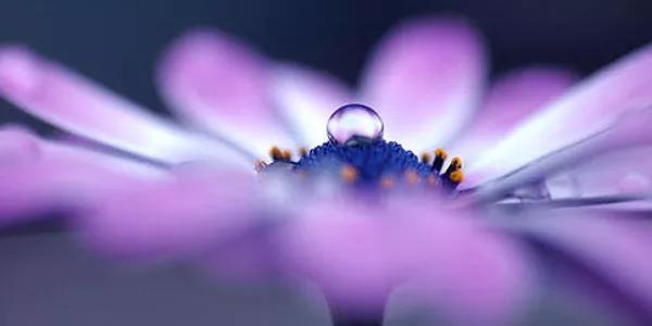 30 Incríveis Exemplos de Fotografia Macro