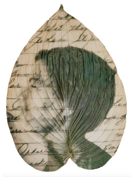 Caroline Russell,“Mom” - Impressão em clorofila