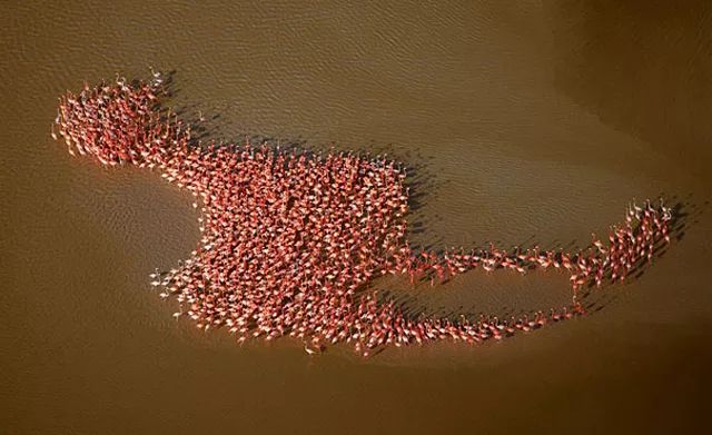 flamingos