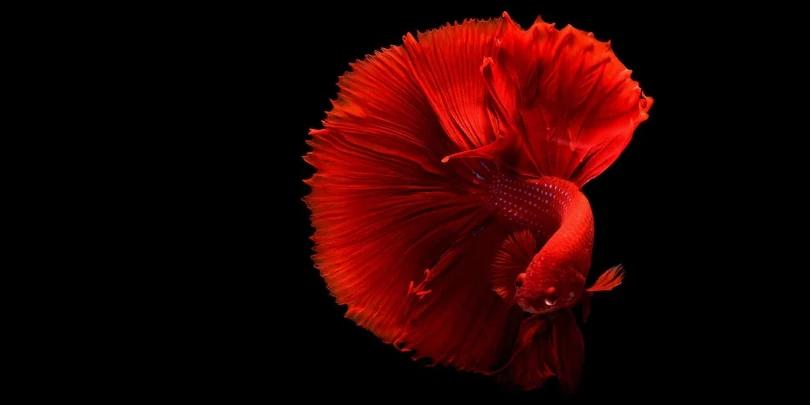 Câmeras Fotográficas com HD Vídeo 1080p e 4k