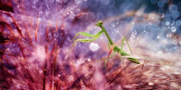 13 Fotos Macro de Insetos do Sul da Ásia