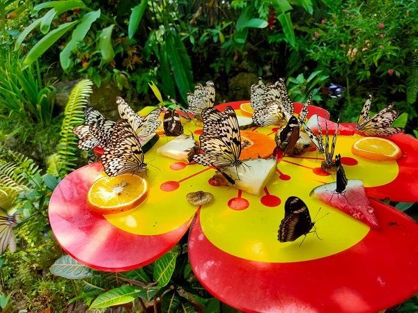 Private Tour: Sentosa Island Afternoon Tour (4 Hours) 3