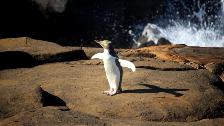 Penguin standing on rocks with the sea in the background