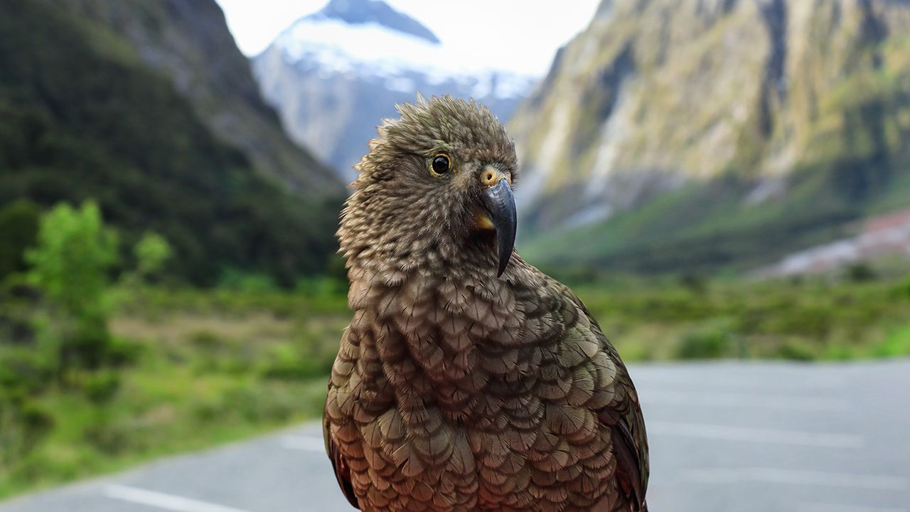 A kea, New Zealand's alpine parrot, beside the road with snow-capped Fiordland mountains behind
