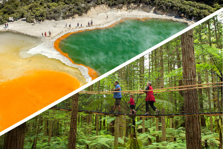 Highlights of the Rotorua tour with Wai-O-Tapu and the Redwoods Treewalk