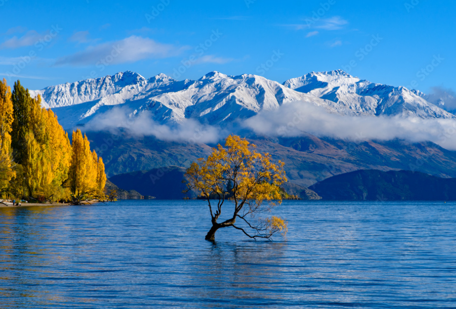 The famous lone willow tree standing in Lake Wānaka