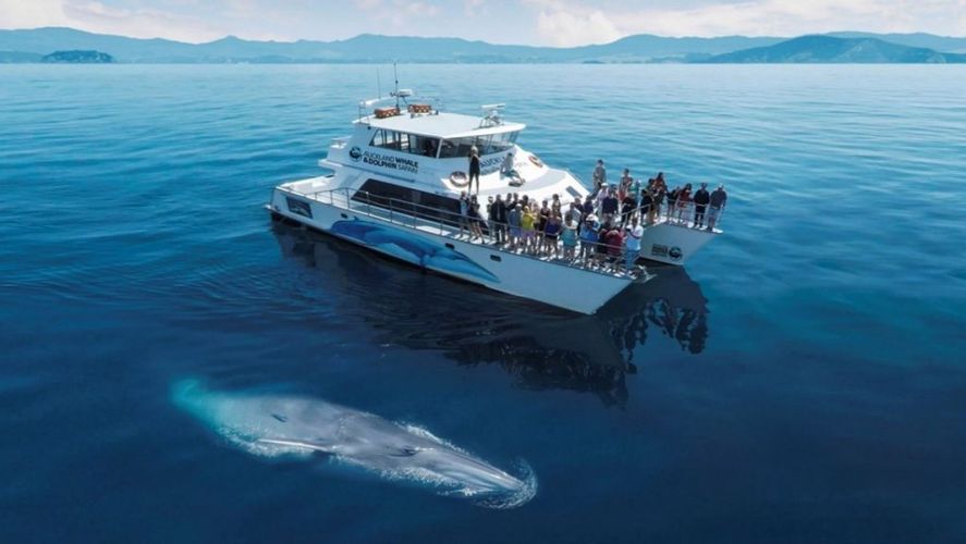 A catamaran in Auckland