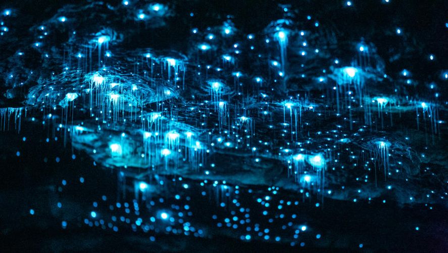 Te Anau Glowworm Caves