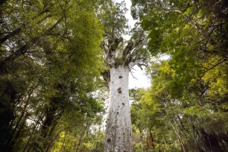 Looking up at Tāne Mahuta, the giant kauri tree in Waipoua Forest