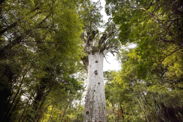 Looking up at Tāne Mahuta, the giant kauri tree in Waipoua Forest