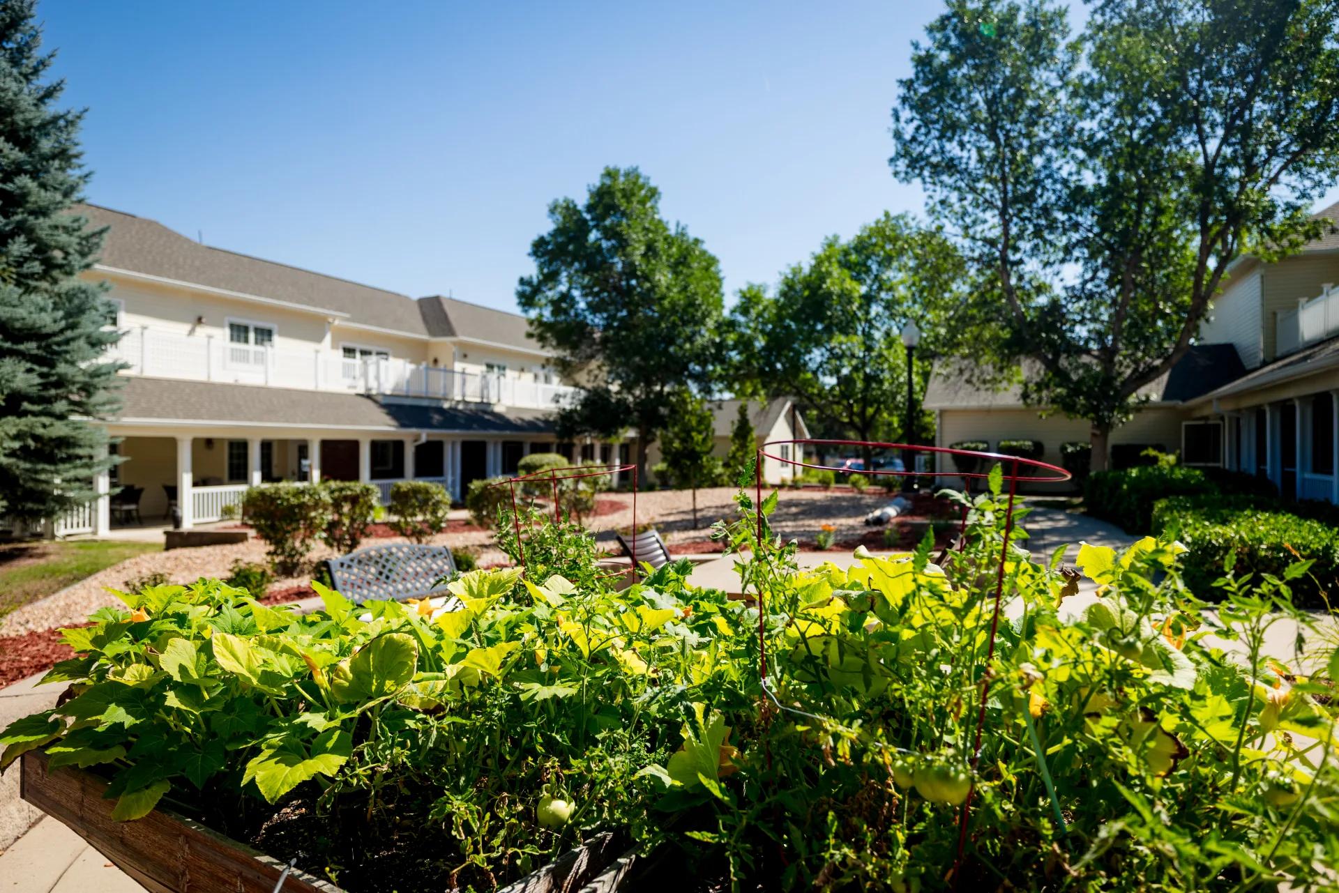 Raised garden beds and landscaped paths in the Bear Creek courtyard, with residential buildings beyond