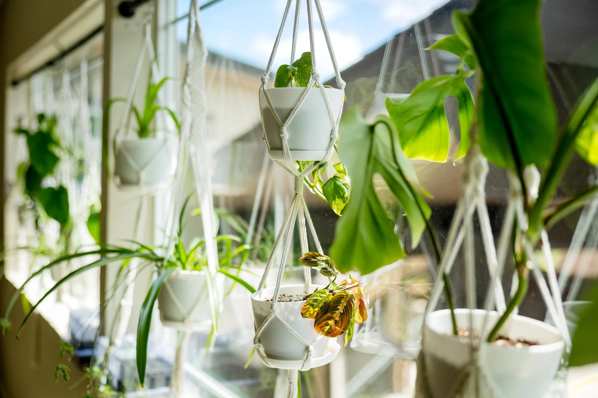 Sunlit hanging plants along the Stonebridge Senior sun deck windows