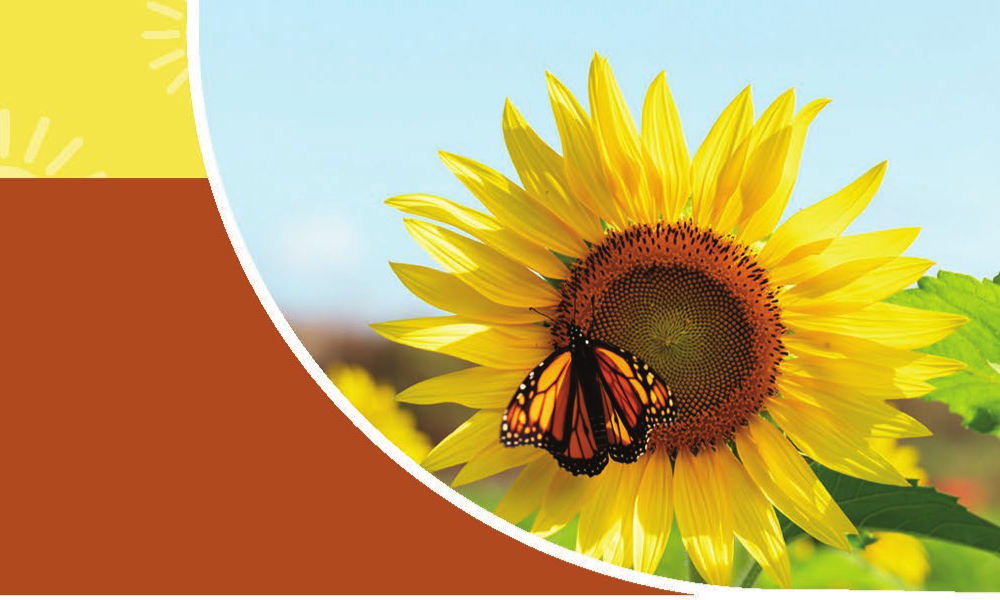 A monarch butterfly resting on a bright sunflower from Golden Pond's August newsletter.