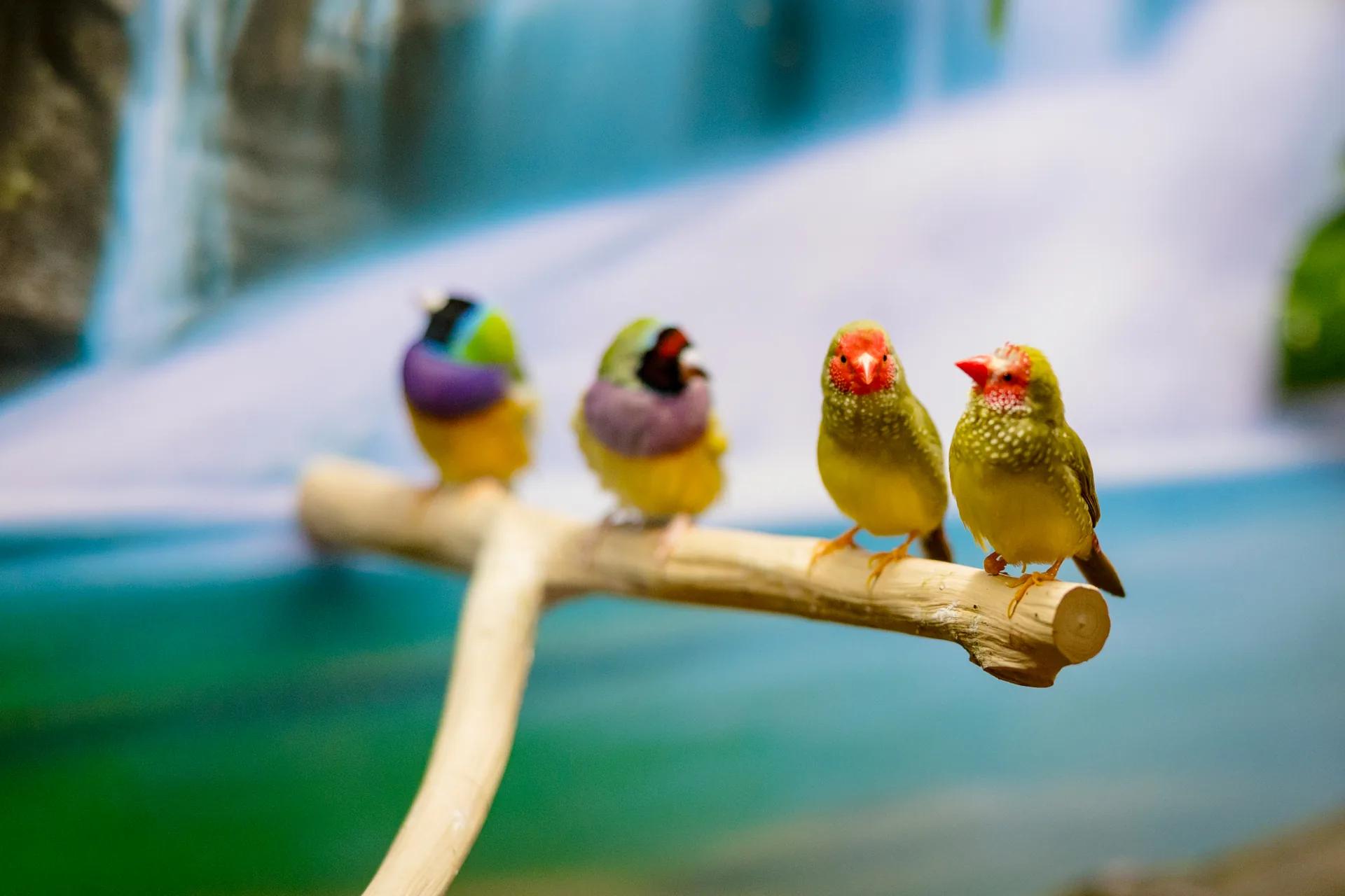 Colorful finches perched together in the Stonebridge Senior sun deck bird habitat