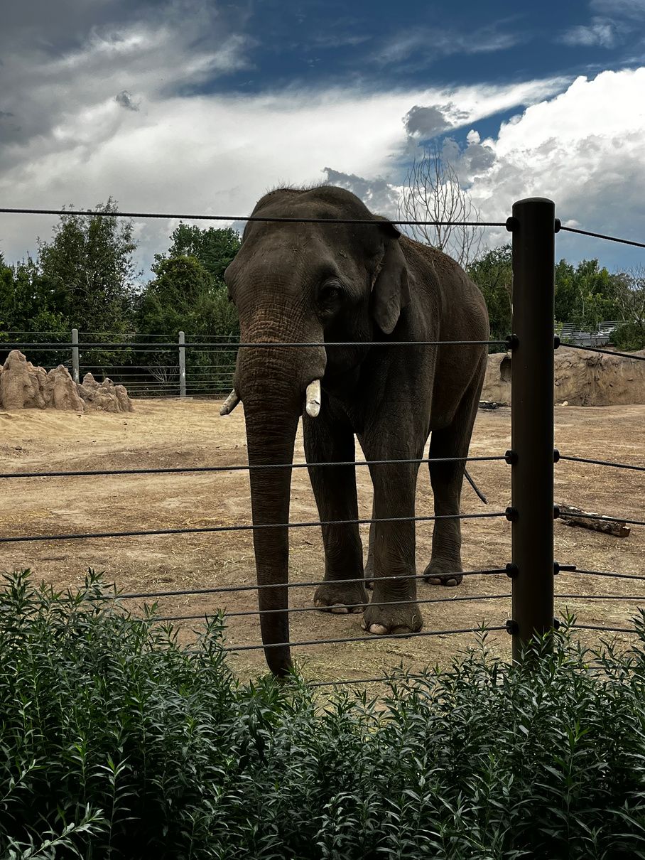 An elephant standing in its habitat during a community zoo outing.