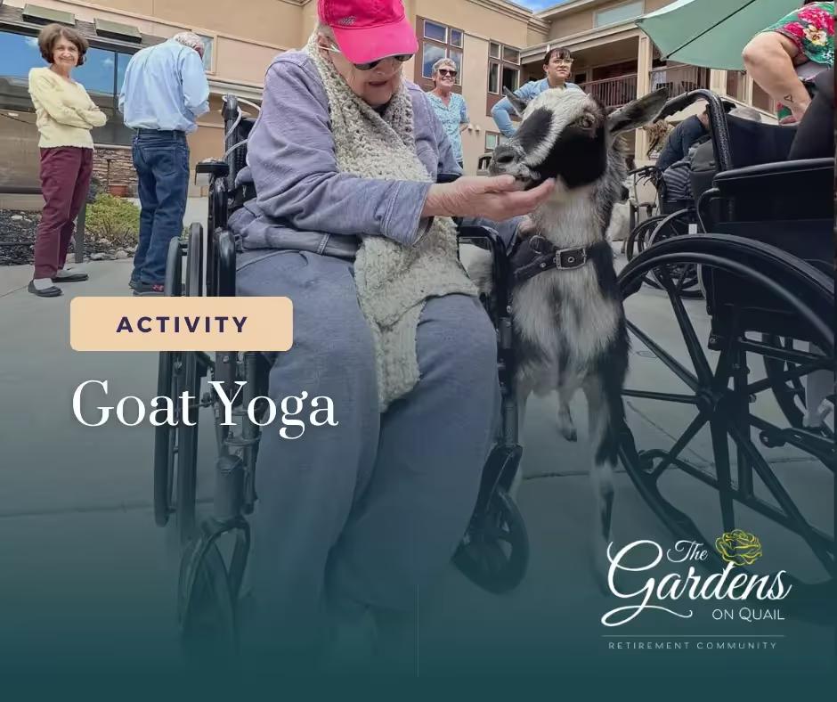Goat Yoga: A Delightful Day Filled with Smiles at Gardens on Quail