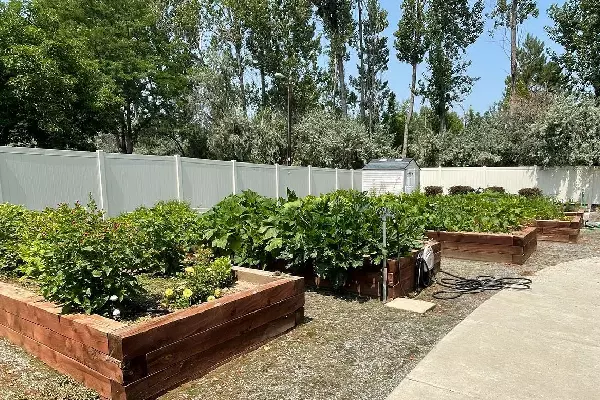 Raised garden beds in a sunny community garden