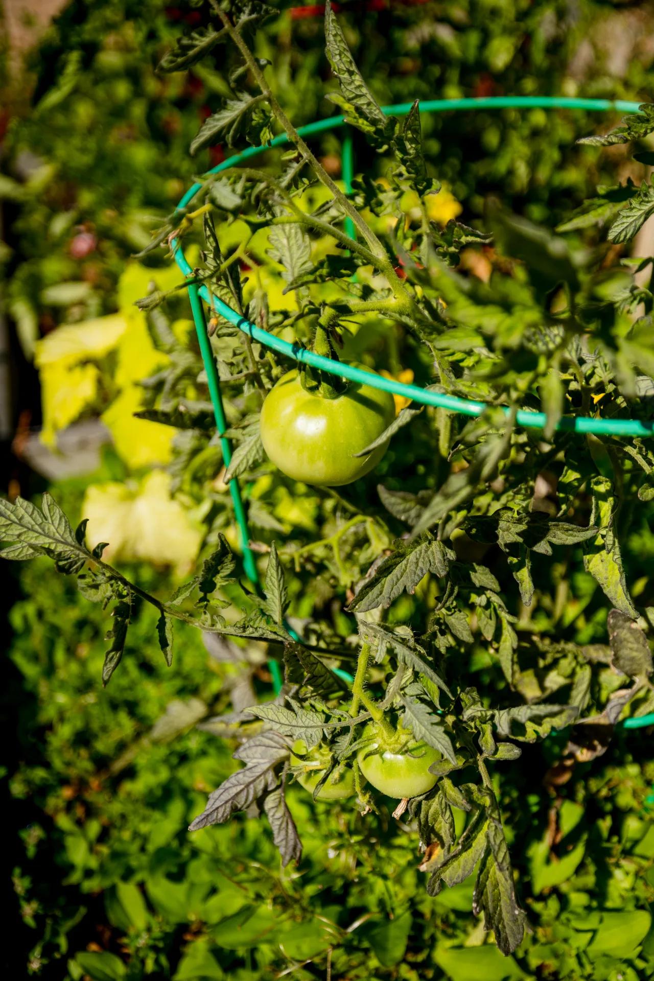 Green tomatoes growing on vines in the Bear Creek garden