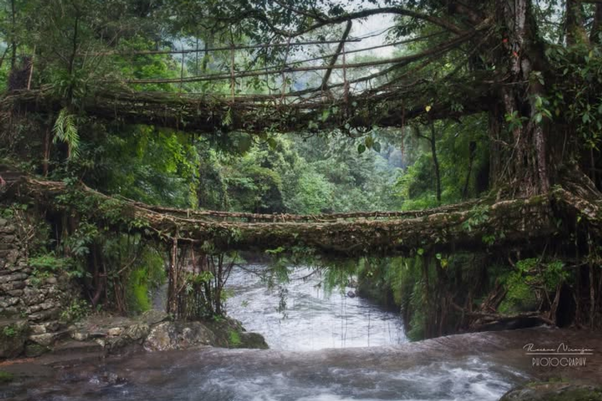The spectacular two-tiered Double-Decker Living Root Bridge spanning a pristine jungle river in Nongriat, Meghalaya.