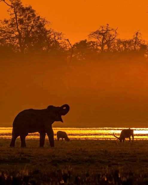 Herd of wild Asian elephants beside a wetland in Kaziranga National Park at sunset