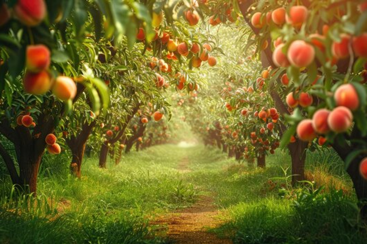 Organic peach orchards in Lachung village North Sikkim during spring season.
