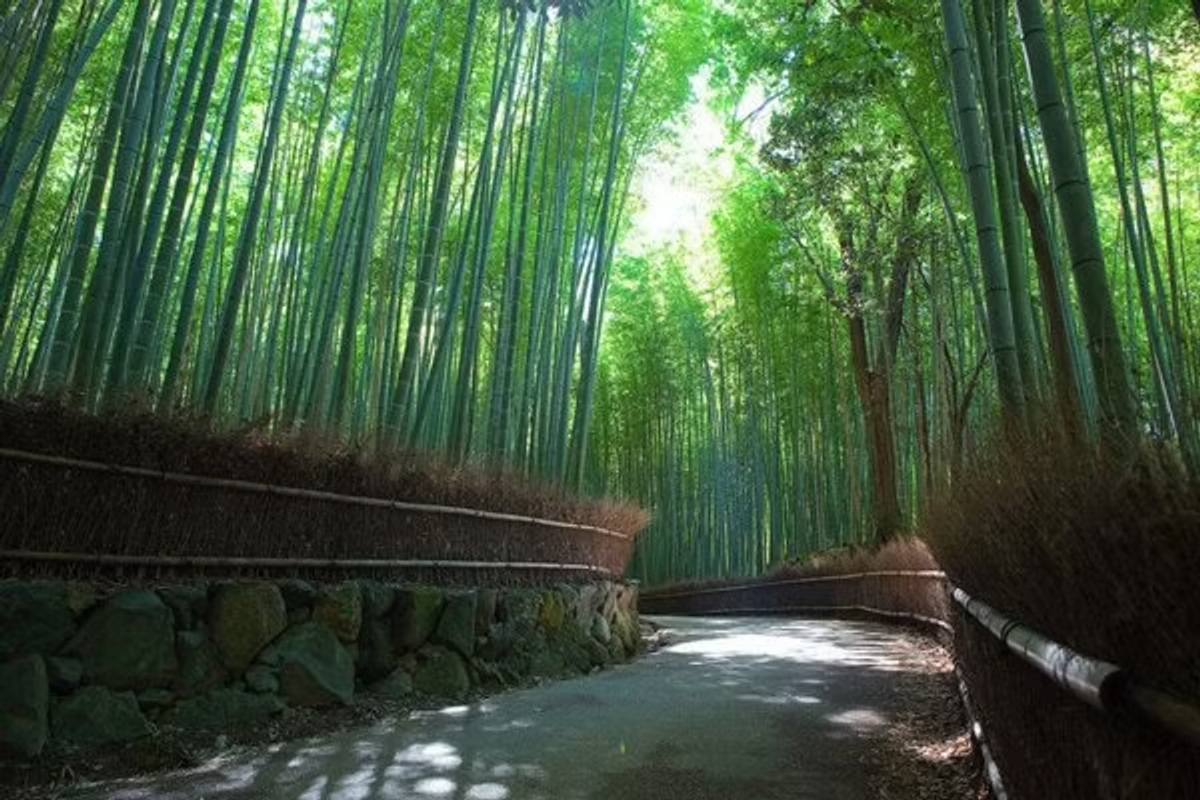  A vlogger using a gimbal to film the lush green rice terraces and bamboo stages of Ziro Valley.