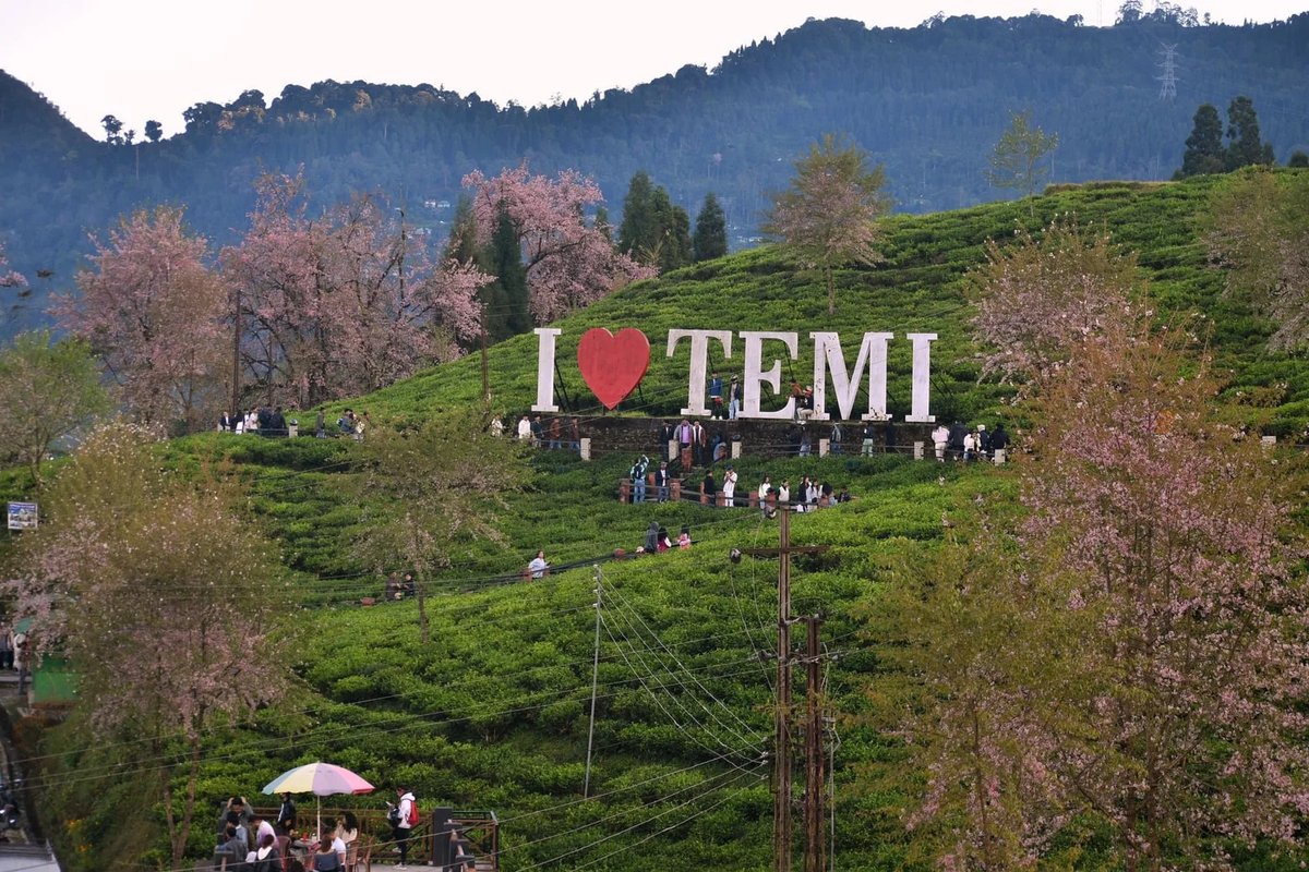 Emerald green slopes of Temi Tea Garden Sikkim with snowy mountain peaks.