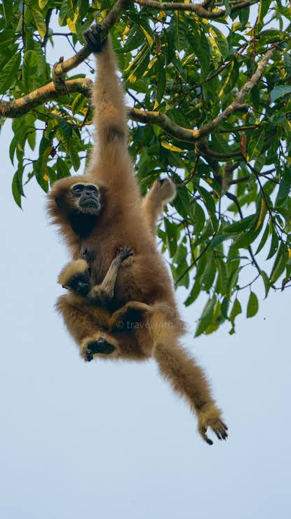 Hoolock gibbon hanging from a tree branch in Hoollongapar Gibbon Sanctuary