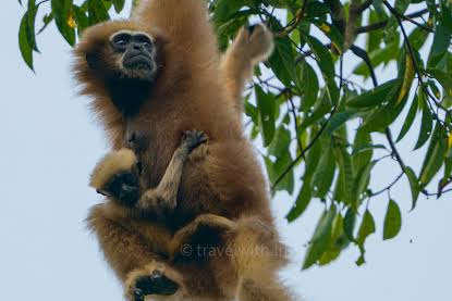 Hoolock gibbon hanging from a tree branch in Hoollongapar Gibbon Sanctuary
