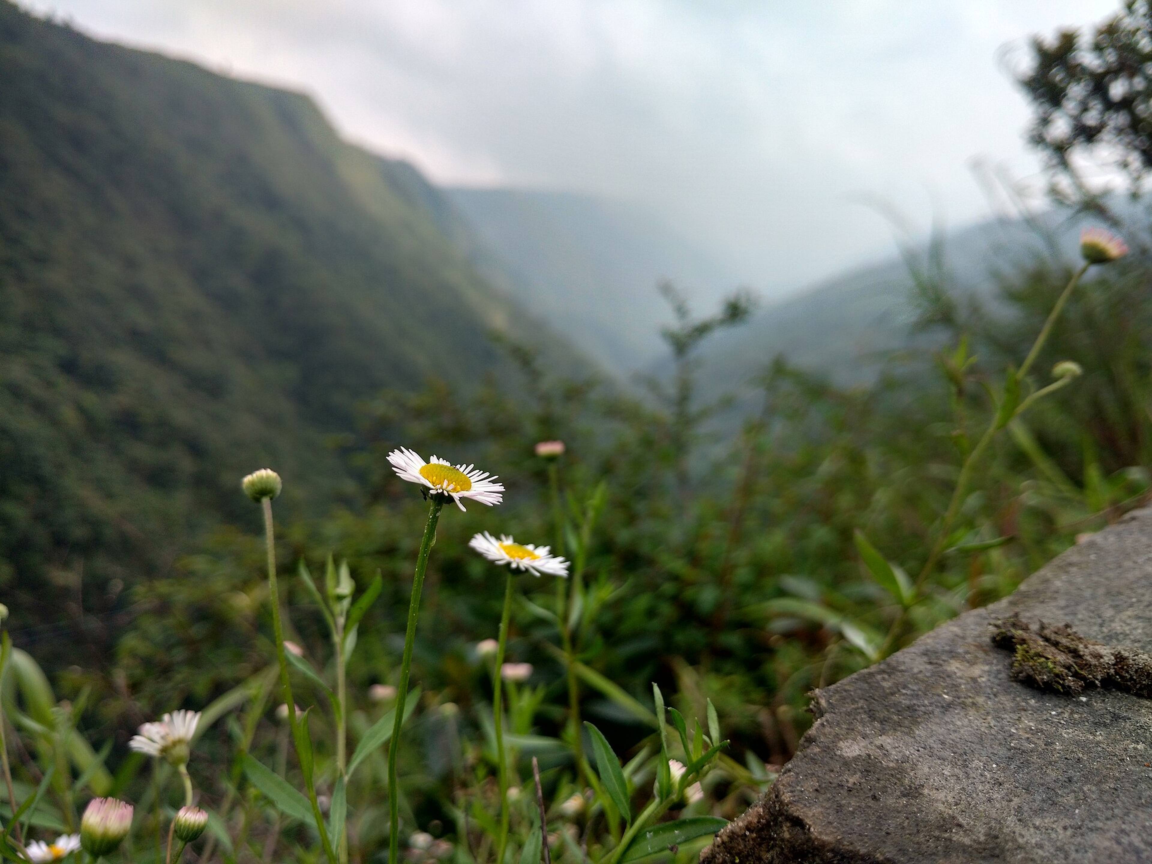 View into the steep green Mawkdok Dympep valley from the viewpoint on the Shillong–Sohra road