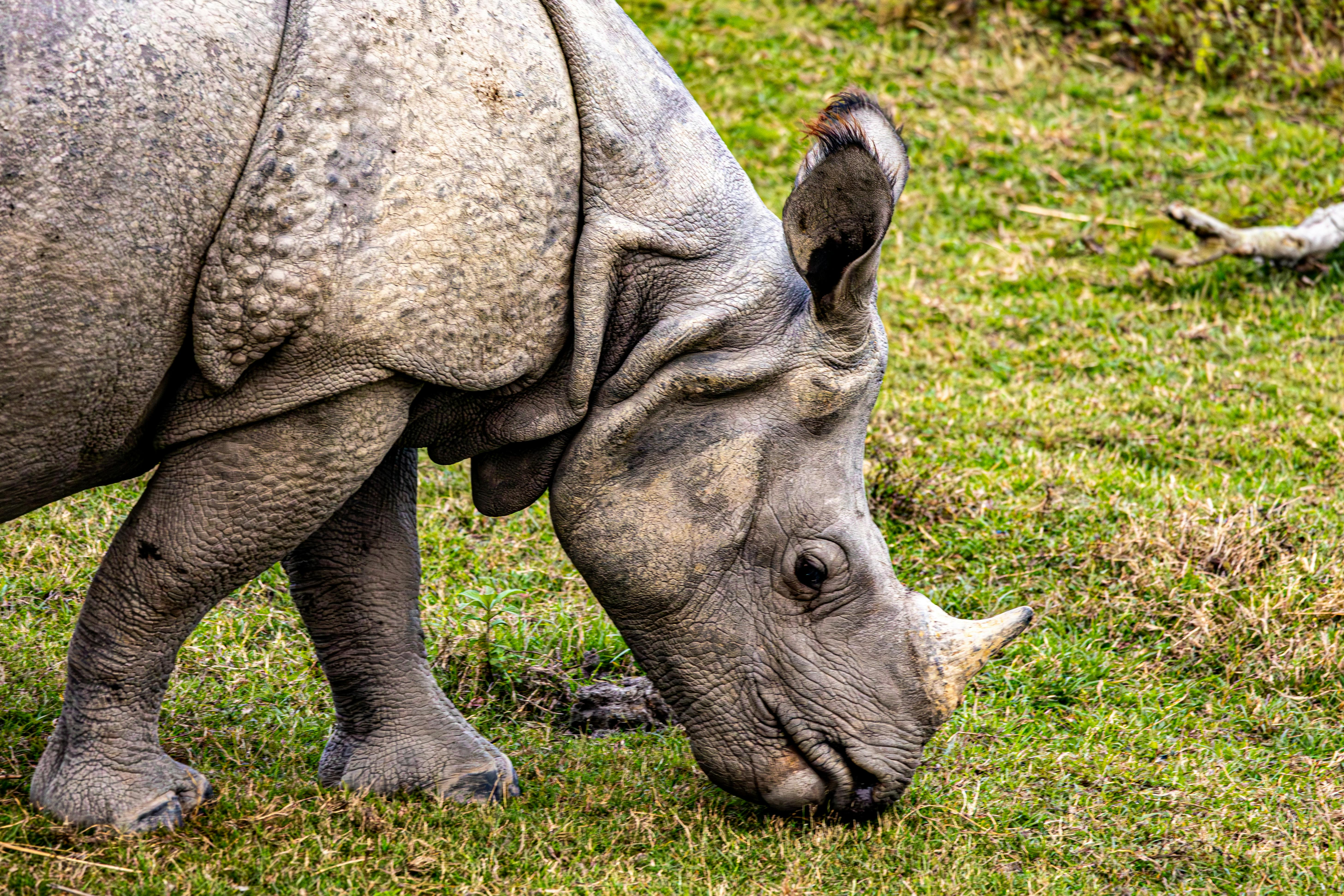 A cinematic composite landscape showing a grand One-Horned Rhinoceros grazing in misty tall grass next to an inset view of a living root bridge over a river.