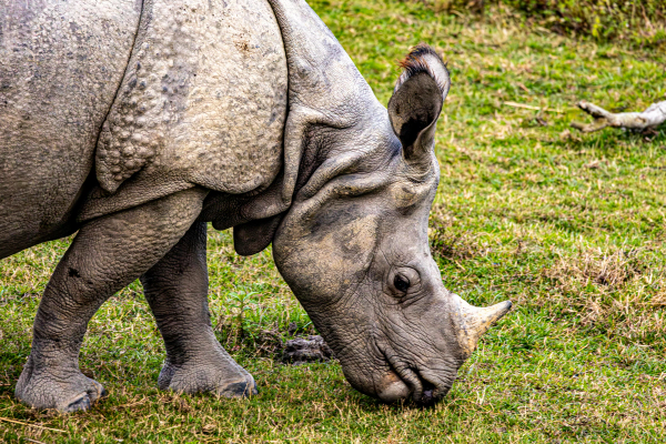 A cinematic composite landscape showing a grand One-Horned Rhinoceros grazing in misty tall grass next to an inset view of a living root bridge over a river.