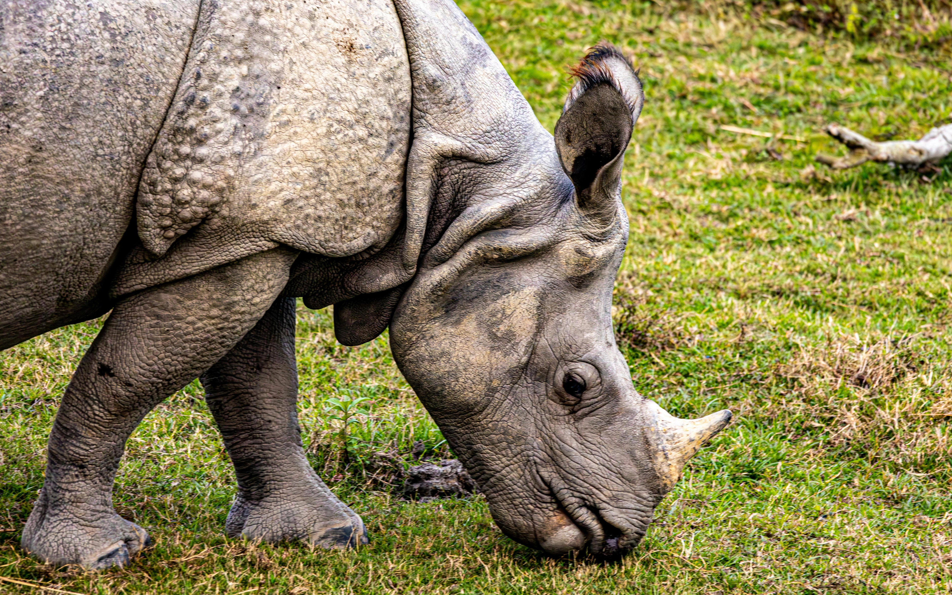 A cinematic composite landscape showing a grand One-Horned Rhinoceros grazing in misty tall grass next to an inset view of a living root bridge over a river.