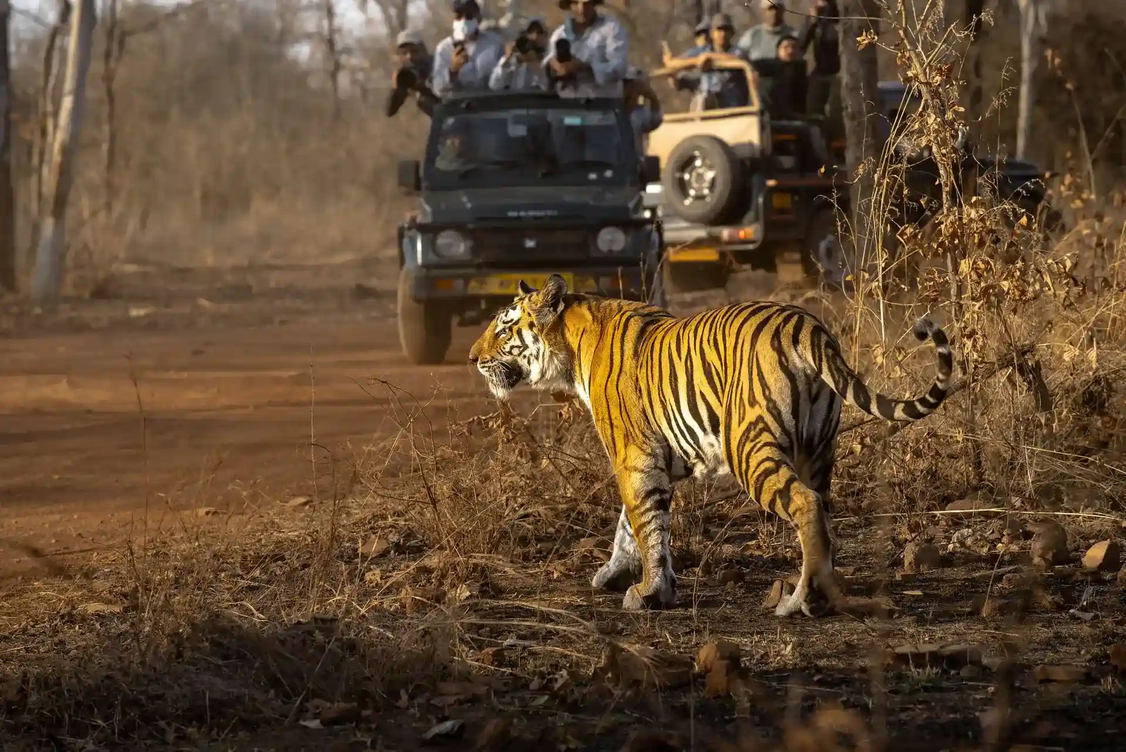 Open safari jeep with visitors on a dirt track in Kaziranga National Park