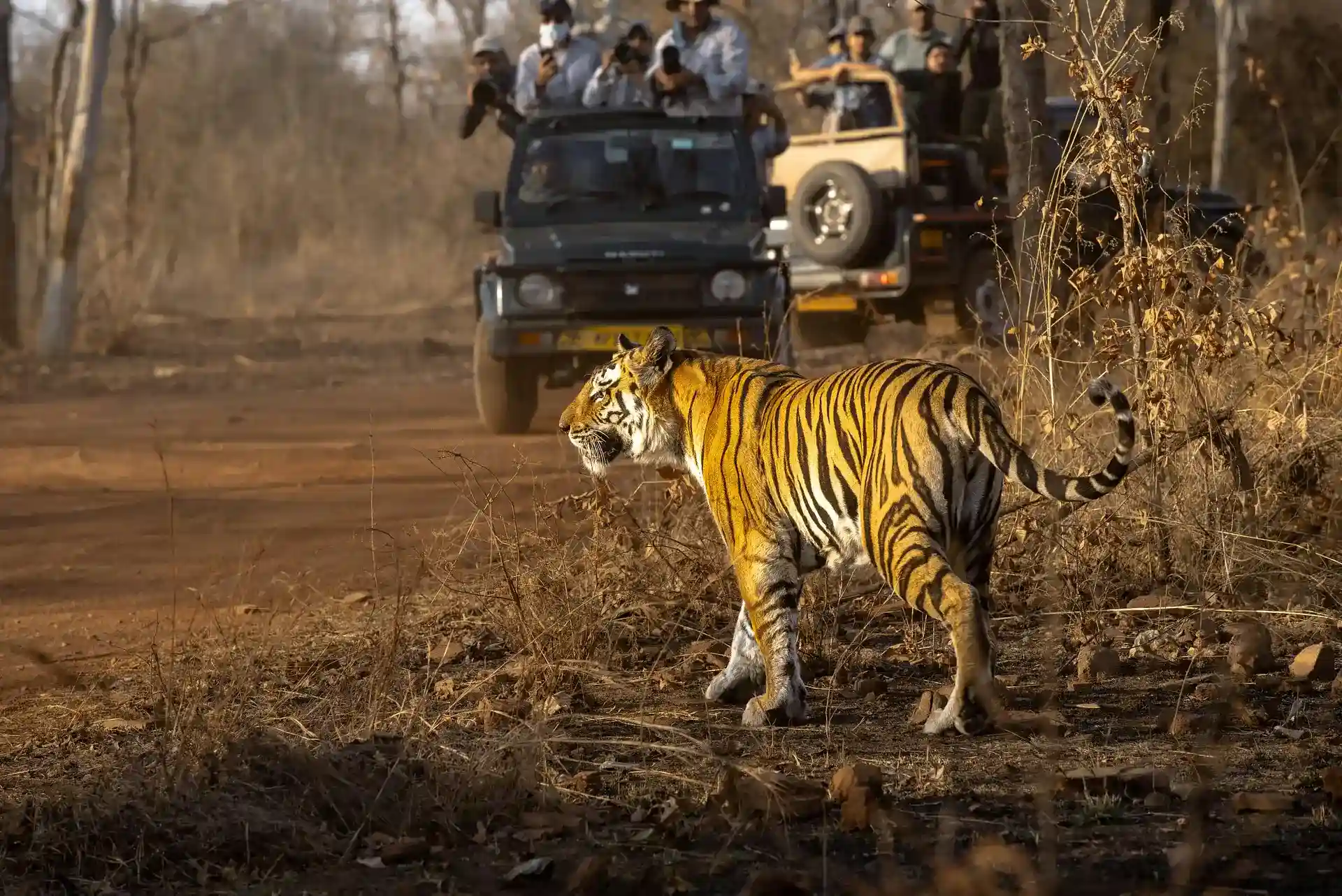 Open safari jeep with visitors on a dirt track in Kaziranga National Park