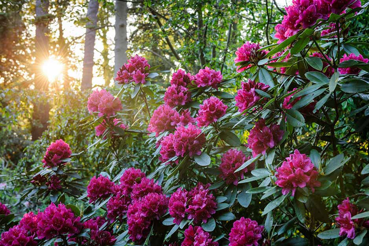Bright pink Rhododendron flowers blooming in the mountains of Arunachal Pradesh during spring.