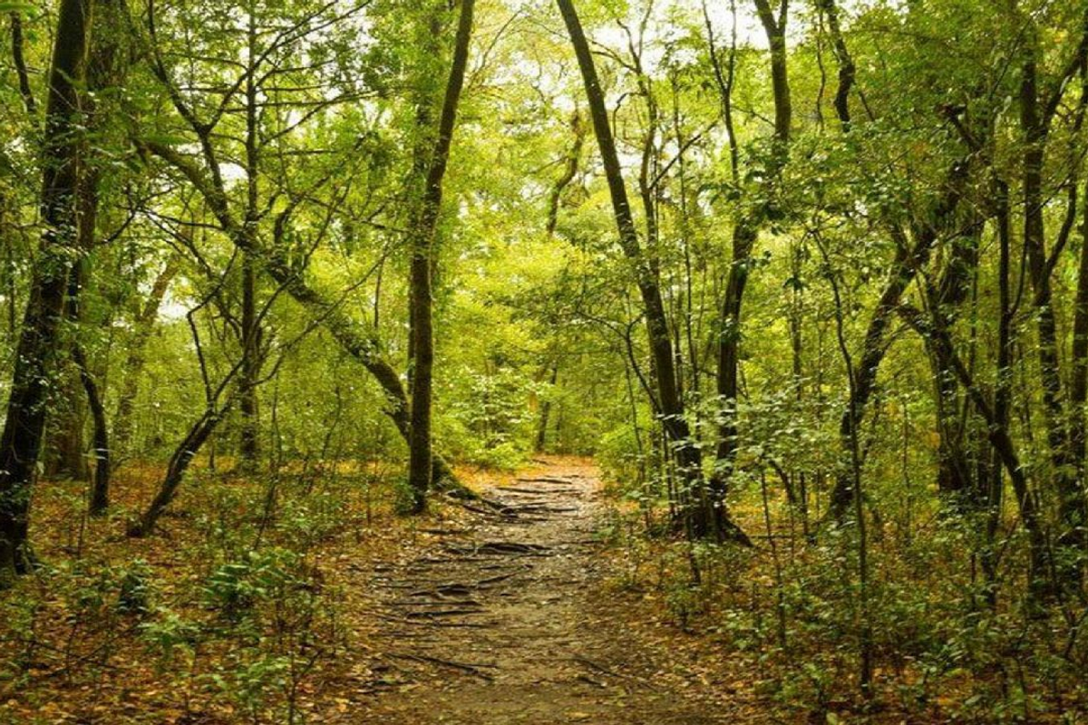 Deep interior of Mawphlang Sacred Forest showing moss-covered trees and ancient pathways.]