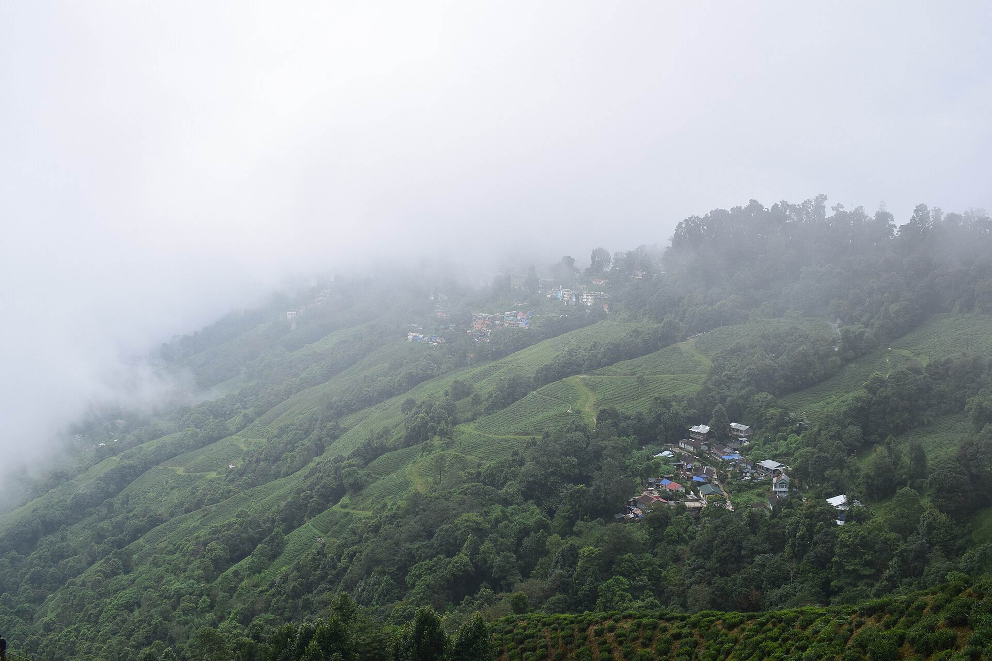 Mist over the terraced slopes of Happy Valley Tea Estate, Darjeeling
