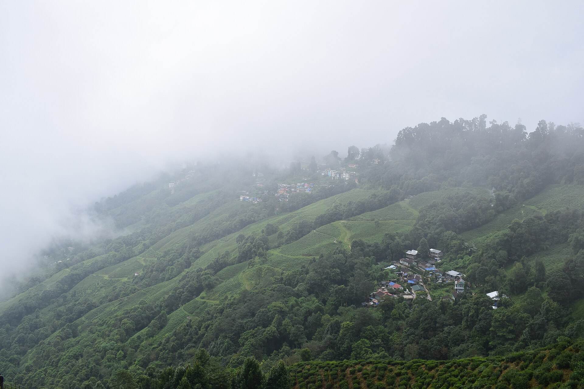 Mist over the terraced slopes of Happy Valley Tea Estate, Darjeeling