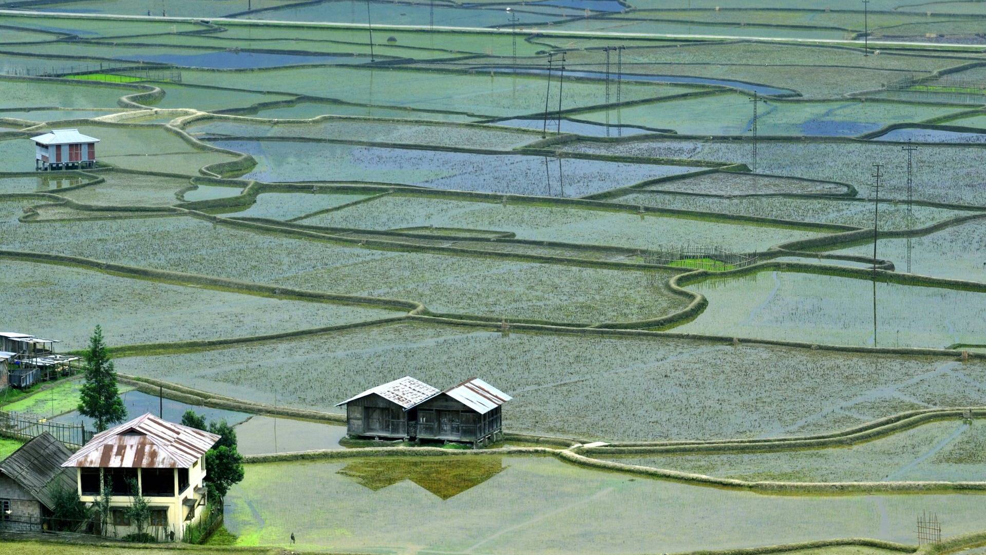 Apatani rice paddies and stilt houses in Ziro Valley, Arunachal Pradesh