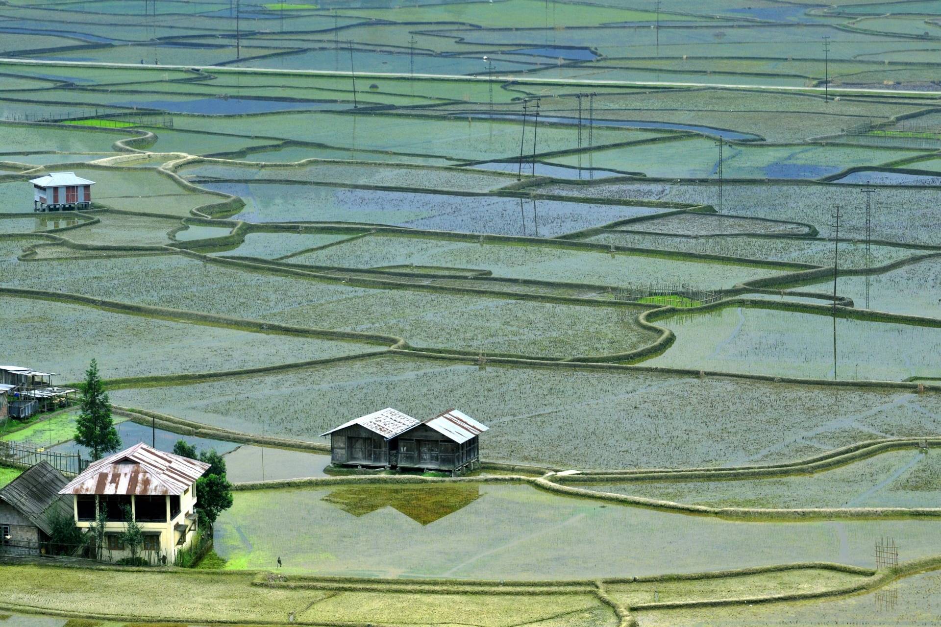 Apatani rice paddies and stilt houses in Ziro Valley, Arunachal Pradesh